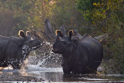 Group of horses in the lake