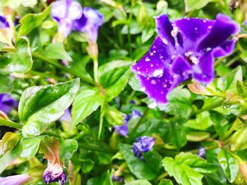 Close-up of purple flowers blooming outdoors