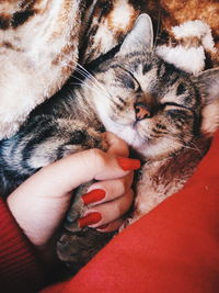 Close-up of hand holding cat