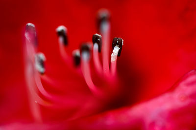 Close-up of red rose