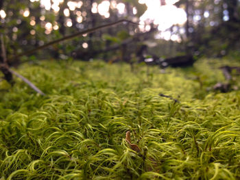 Close-up of fresh green grass in field