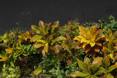 High angle view of yellow flowering plants