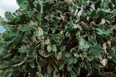 Close-up of leaves