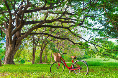 Bicycle in park