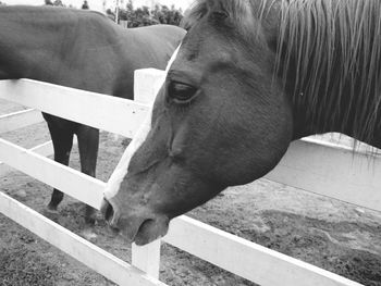 Close-up of horse