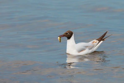 Seagull has hunted a fish at the lake of constance in altenrhein in switzerland 28.4.2021