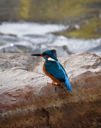 Bird perching on rock