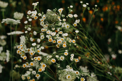 Close-up of white flowering plant in park