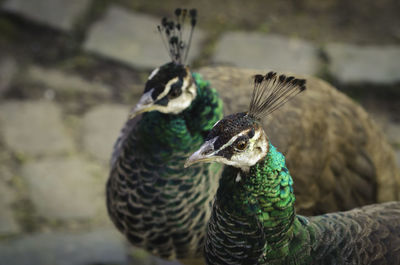 Close-up of peacock