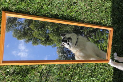 Cat on grass against sky