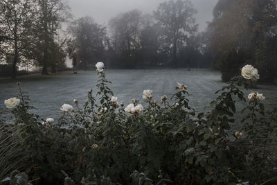 Scenic view of lake by trees during winter