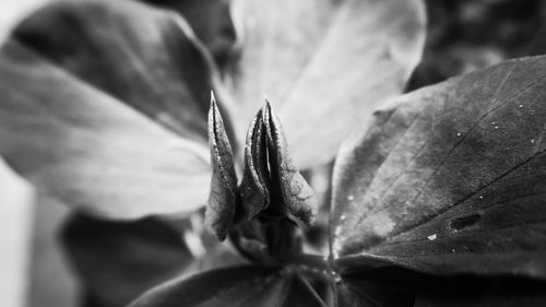 Close-up of flower on leaves