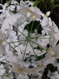 Close-up of white flowers blooming outdoors