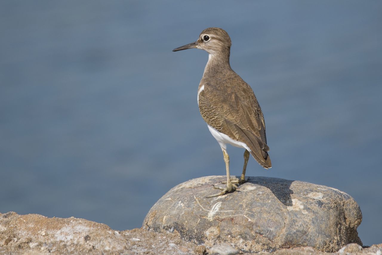 animals in the wild, bird, one animal, animal wildlife, animal themes, perching, nature, day, focus on foreground, rock - object, no people, outdoors, heron, water, gray heron, beauty in nature, close-up