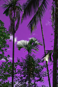 Low angle view of coconut palm tree against sky