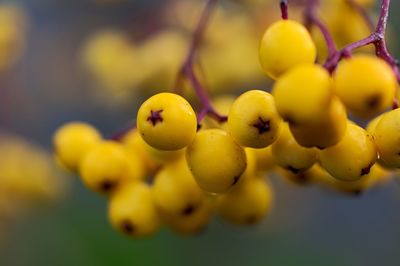 Close-up of fruits growing on plant