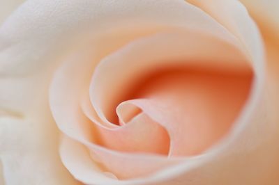 Macro shot of rose