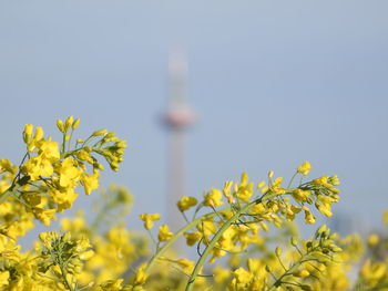 Skyline frankfurt 