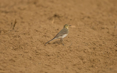 Close-up of a bird perching on a field