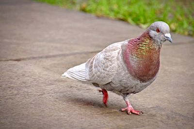 Close-up of bird perching on wall