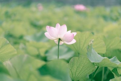 Close-up of lotus water lily blooming outdoors