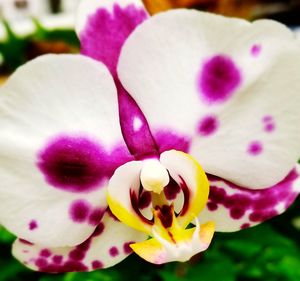 Close-up of pink orchids