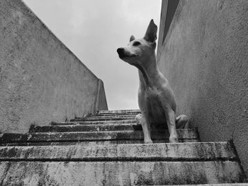 Close-up of dog
