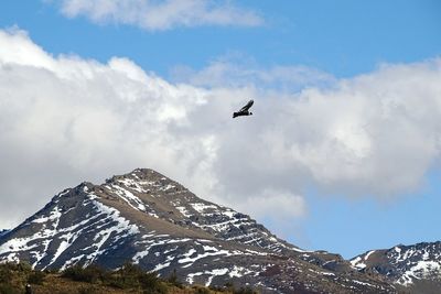 Bird flying over majestic snowcapped mountains at torres del paine national park