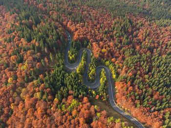 High angle view of tree during autumn