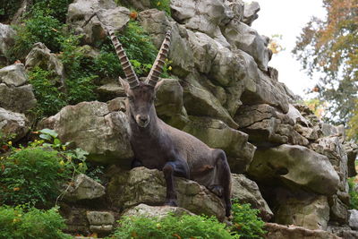 Low angle view of giraffe on rock in forest