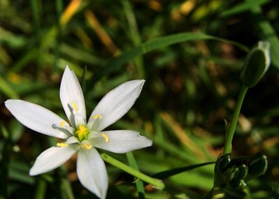 Close-up of white flowering plant