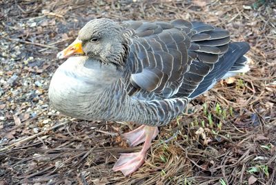 Close-up of duck on field