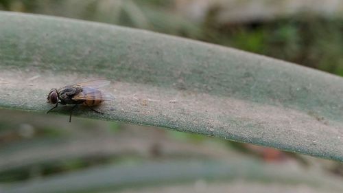 Close-up of insect