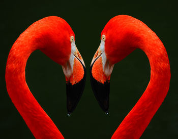Flamingo mirrored 