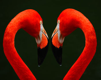 Close-up of birds against red background