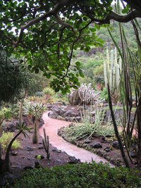 Trees and plants growing on rock