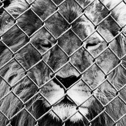 Full frame shot of cage