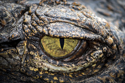 Close-up of a turtle