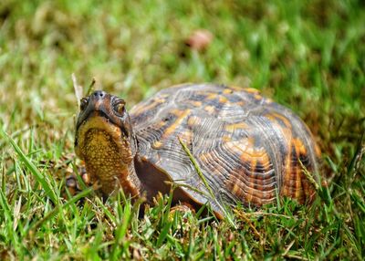 Close-up of turtle on field