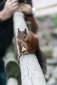 Close-up of squirrel on bamboo railing