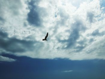 Low angle view of bird flying against sky