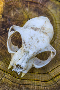 Close-up of animal skull