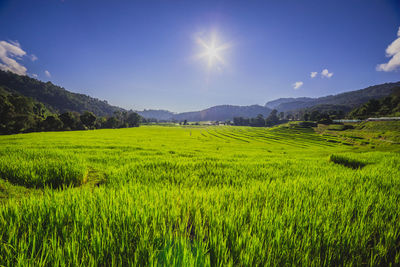 Scenic view of rice field against sky