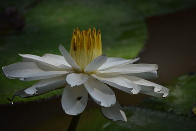 Close-up of white flower blooming outdoors