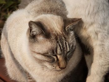 Close-up of a sleeping cat