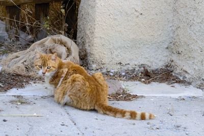 Cat resting on wall