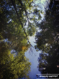 Low angle view of trees against sky