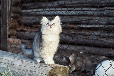 Cat looking through fence