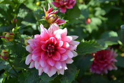 Close-up of pink dahlia flowers