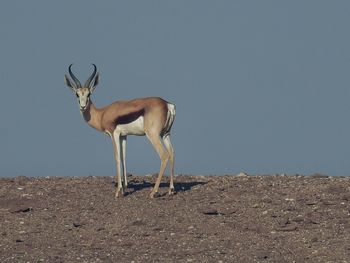 View of springbok antelope standing on rocky field against sky